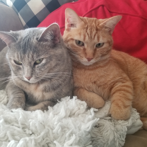 Meet your Posher, Chelsey - Picture 4 of 4